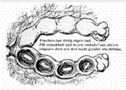 foetus_clip_image012